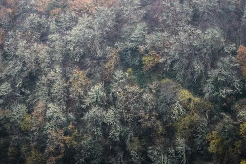 Background of dendritic framework in a winter forest Stock Photos