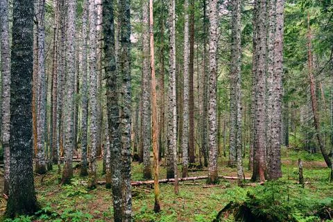 Background of dense forest with many trunks of coniferous trees Stock Photos