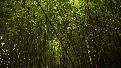 Background dense green bamboo grove Stock Footage 99741778