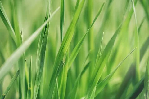 Background of dense green grass under the sunlight Stock Photos