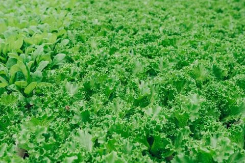Background. Dense layers of curly lettuce stretch across the frame, forming a Stock Photos