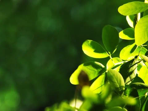 Background design element featuring lush green leaves Stock Photos