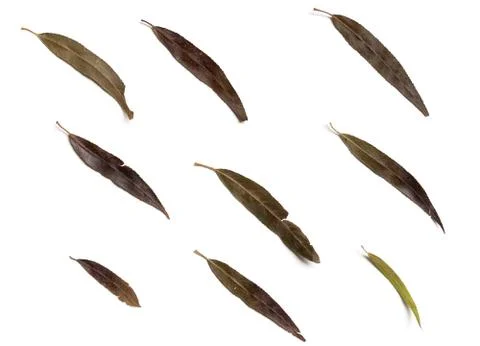 Background for design: flat dry willow leaves lie on a white Stock Photos