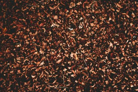A background design made up of fall leaves on a Chicago street. Stock Photos