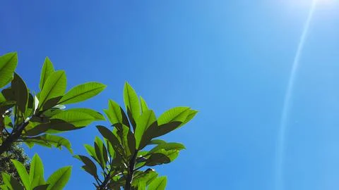 Background for design needs, with blue sky objects and frangipani flower leav Foto stock