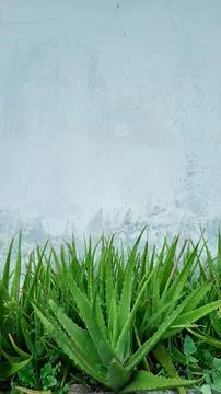 Background for design needs, with white wall objects and aloe vera Stock Photos