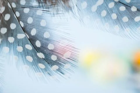 Background for design with soft colorfull feathers with space for text Foto stock