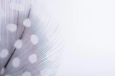 Background for design with soft colorfull feathers with space for text Stock Photos