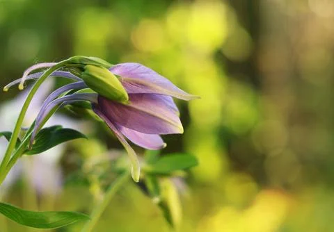 Background for design. Unopened bud of unusual flower and sun glare. Stock Photos