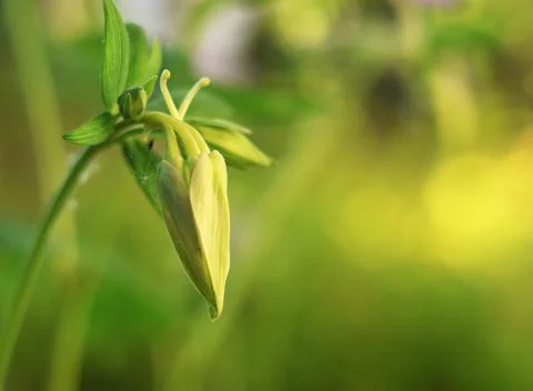Background for design. Unopened bud of unusual flower and sun glare. Stock Photos