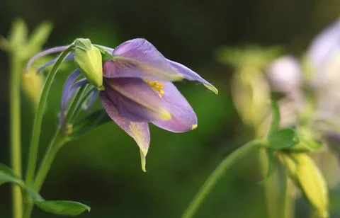 Background for design. Unopened bud of unusual flower and sun glare. Stock-Fotos