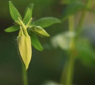 Background for design. Unopened bud of unusual flower and sun glare. Stock Photos
