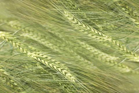 Background for design. Young ears of wheat on an agricultural field. Stock Photos