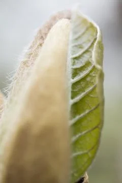 Background detail leaf leaflet macro spring, streaks Stock Photos