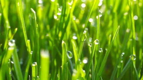 Background of dew drops on bright green grass. Video stock 74651115