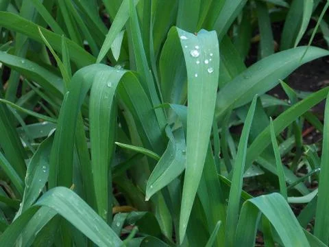 Background of dew drops on bright green grass Stock Photos
