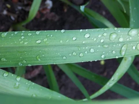 Background of dew drops on bright green grass Stock Photos