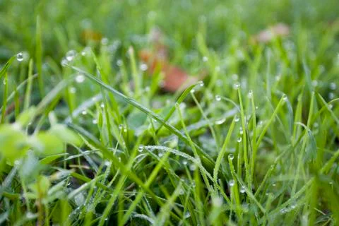 Background of dew drops on green grass. Stock Photos