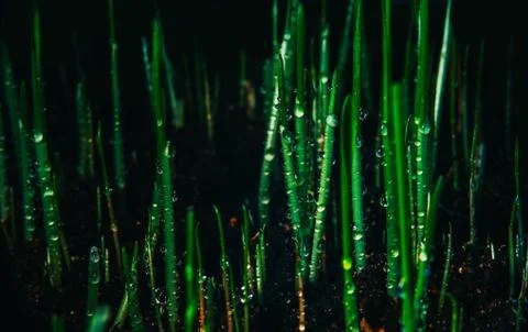 Background dew drops on green grass. Stock Photos