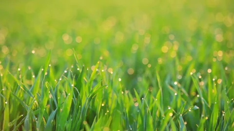 Background with Dew on the Grass at Dawn. Seamless Loop 库存影片 106453140