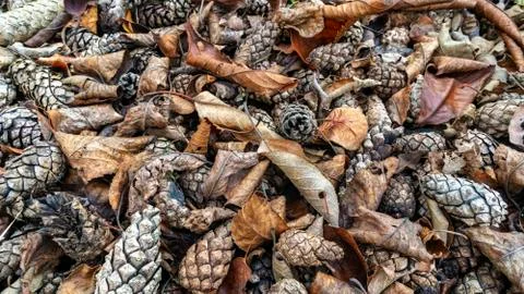 Background of different coniferous cones Texture concept. Foto stock