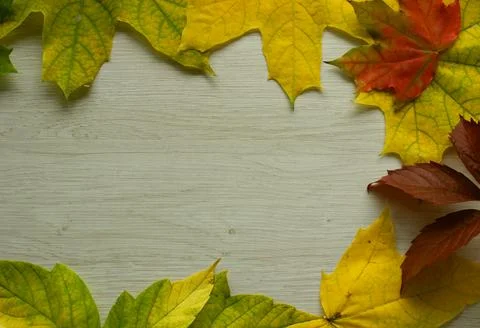 Background with Different Fallen Leaves Around Wooden Surface Foto stock