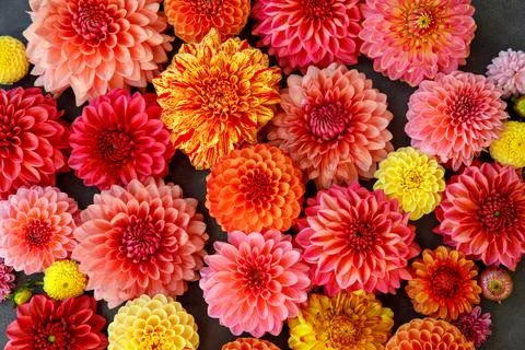 Background with different pink, orange and yellow Dahlia flowers. Colorful .. Stock Photos