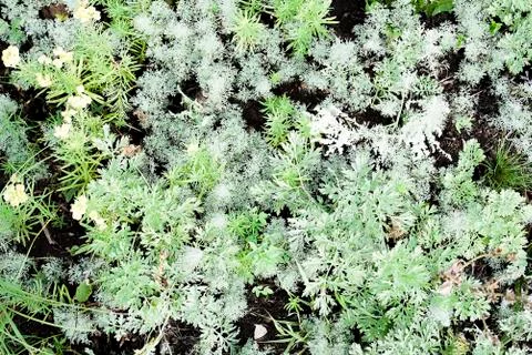 Background of different plants of different shades of green growing on the gr Stock Photos