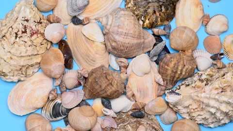 Background of different sea shells Stock Footage 300799981