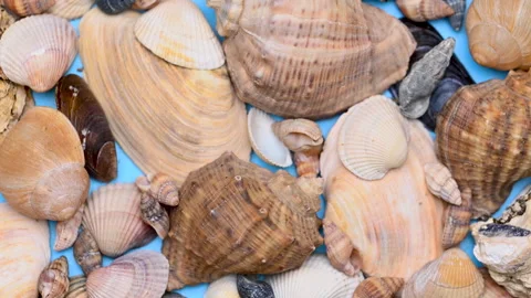 Background of different sea shells Stock Footage 300800088