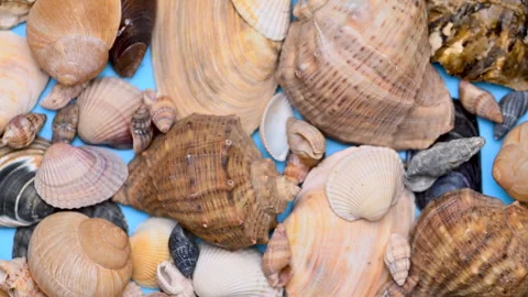 Background of different sea shells Stock Footage 300800092