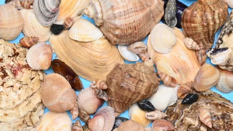 Background of different sea shells Stock Footage 300800455