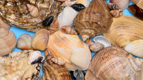 Background of different sea shells Stock Footage 300800460