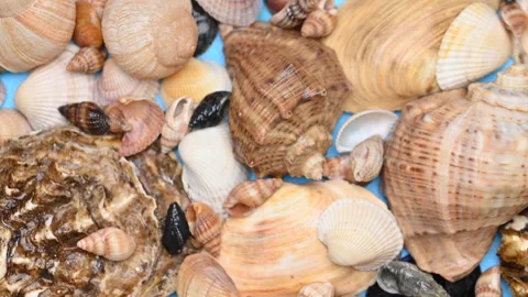 Background of different sea shells Stock Footage 300800516
