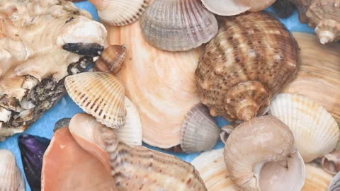 Background of different sea shells Stock Footage 300800668
