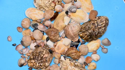 Background of different sea shells Stock Footage 300800669