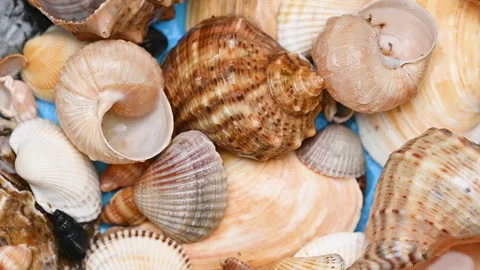 Background of different sea shells Stock Footage 300800759