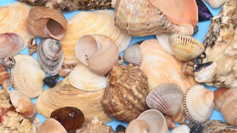 Background of different sea shells Stock Footage 300800820