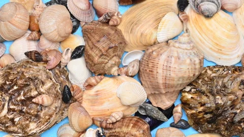 Background of different sea shells Stock Footage 300800928