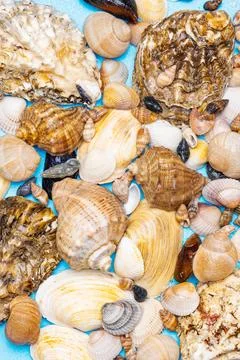 Background of different sea shells 库存照片