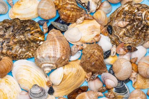 Background of different sea shells 库存照片