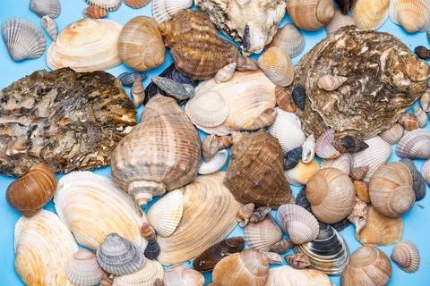Background of different sea shells 库存照片