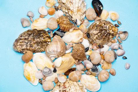 Background of different sea shells Foto stock