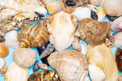 Background of different sea shells 库存照片