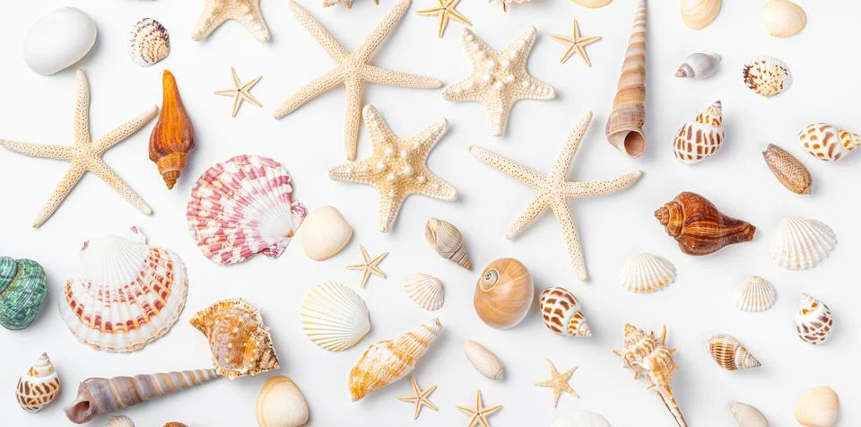 Background with different shells and starfish. Top view, horizontal. Stock Photos