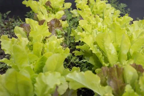 Background of different types of green salads in the garden. Fresh salad lettuce Stock Photos