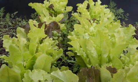 Background of different types of green salads in the garden. Fresh salad lettuce Stock Photos