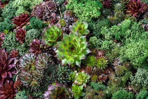 Background with different types of natural green succulent plants in sunlight Stock Photos