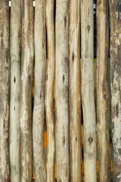 Background of different types of wood. Thin trees bunches. Stock Photos