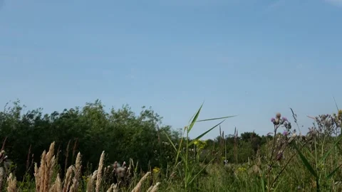 Background of a dike  with reeds and trees Video stock 292088271